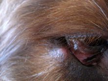 stye in eye of dog